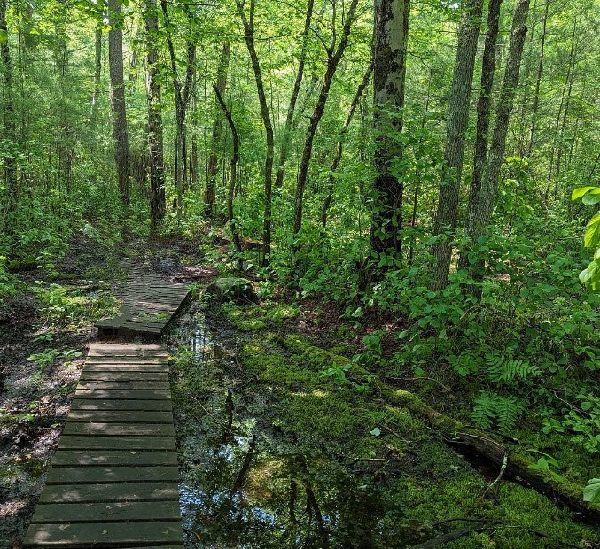 Freetown-Fall River State Forest, Massachusetts, USA